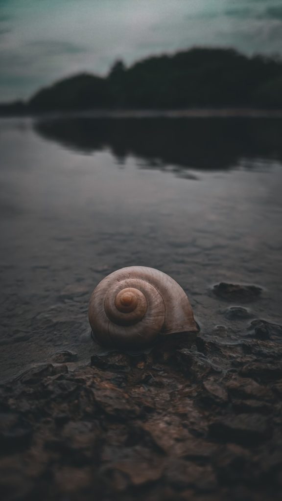 brown snail on black sand